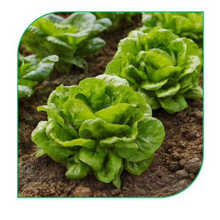 Lettuce