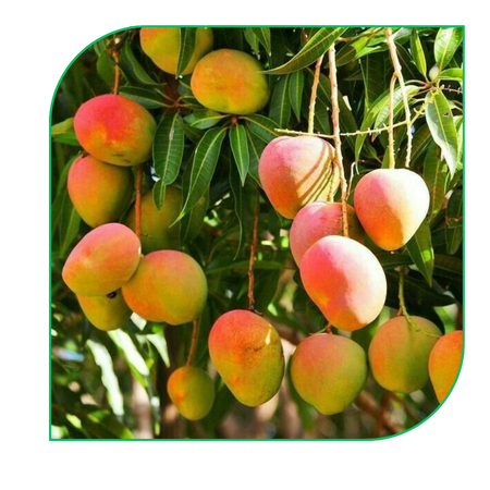Mango: Alphonso, Kent