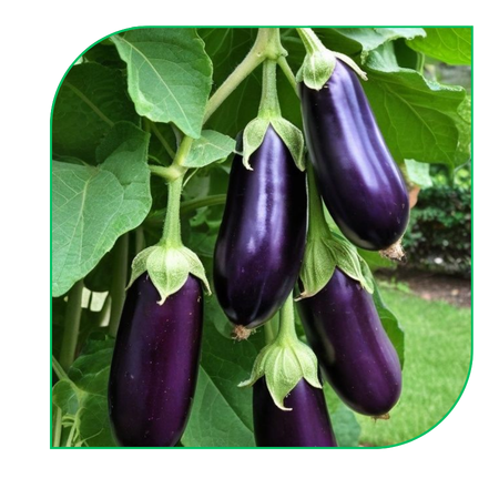 Eggplant (Brinjal)