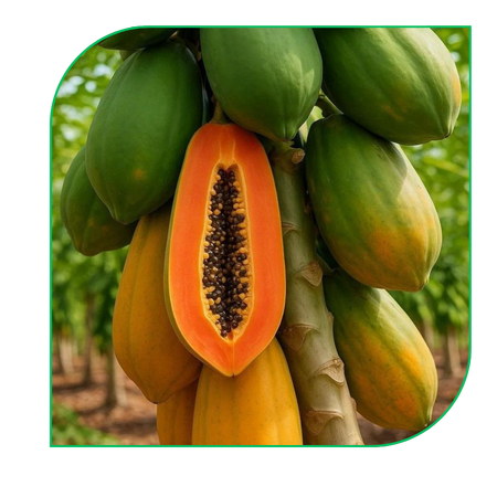 Papaya: Red Lady, Solo