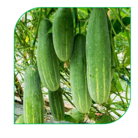 Cucumber