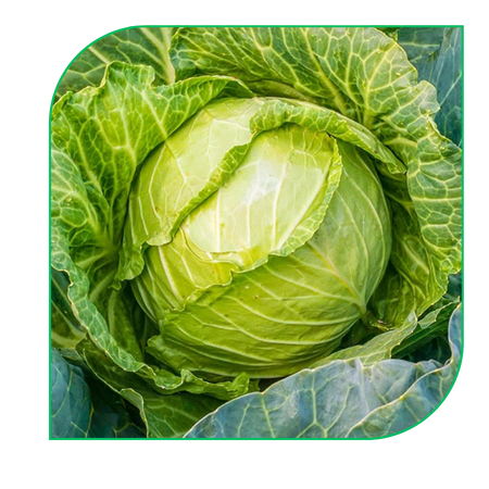 Cabbage