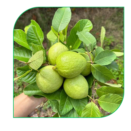 Guava: Pink, White, Thai