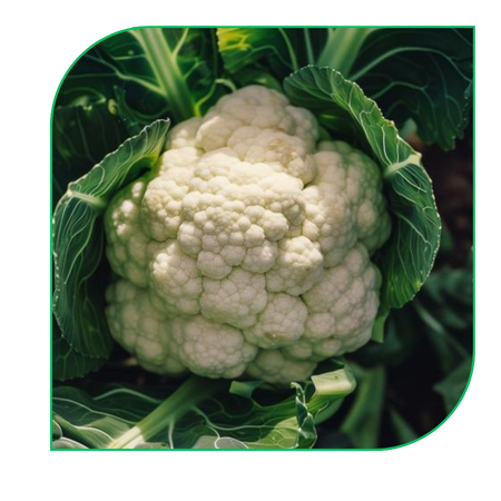 Cauliflower
