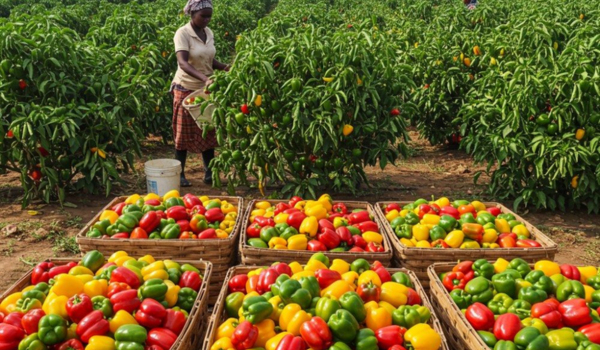 Sourcing & Procurement