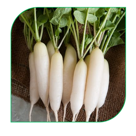 Radish