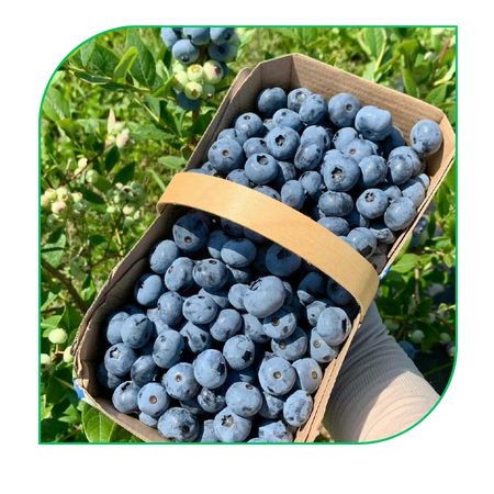 Blueberry: Highbush, Rabbiteye