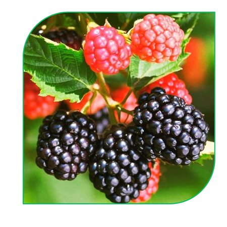 Blackberry: Chester, Apache