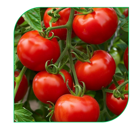 Tomato